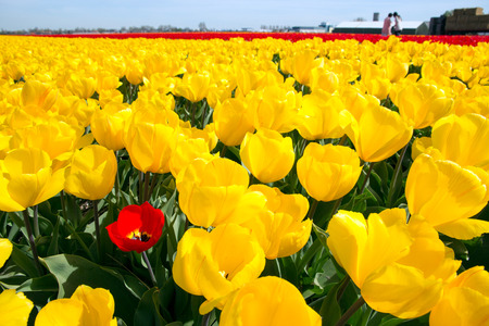 Een rode tulp in veld van gele tulpen